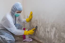 Best Forensic Mold Investigation  in South Shore, KY